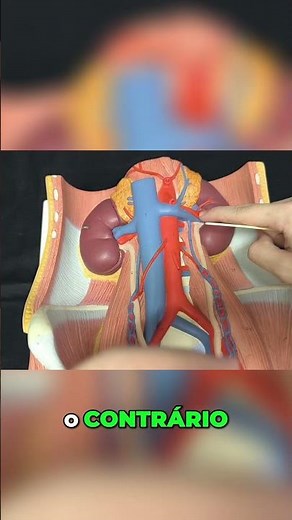 Renal Anatomy - Vena Cava and Aorta Explained Easily!