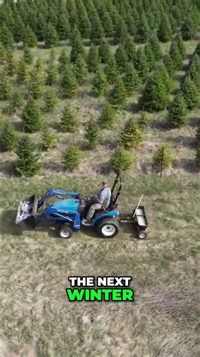Christmas Tree Farm Secret: Fertilizer Secrets REVEALED! #shorts