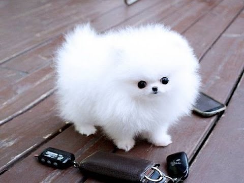Pomeranian Puppies cute pet pom poms cutiest pomeranians puppy compilation Zwergspitz