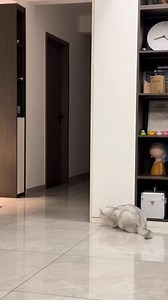 Funny Cats Compilation 😹 | Cutest Cat Moments Cats ki funny video lekar aaye hain jo aapko hansi rokne nahi degi! 😺 Yeh crazy cats aapka din banayengi. 👉 Like aur Share karna na bhoolen! 👉 Follow karein daily funny videos ke liye. #FunnyCats #CuteCats #CatComedy #AnimalFun #FunnyPets #LaughingCats | National Geographic And Art