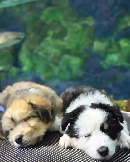 108K views · 1.7K reactions | We had some “shark pups” visit us this week for a field trip in partnership with Mission Bay Puppy Rescue and Pups’N Boots. 麗 If you’re interested in adopting one of their rescue pups or donating, please visit www.missionbaypuppyrescue.com.  #sharkweek | SeaWorld San Diego | Facebook