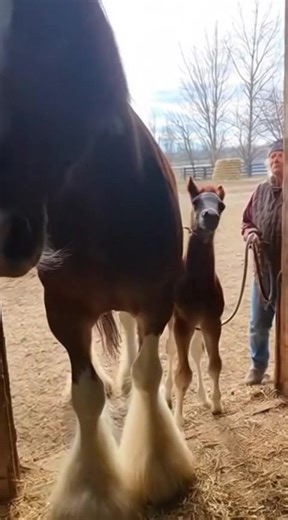 This massive Shire draft horse walks proudly into the stable — and right behind comes the sweetest little shadow, its foal. Power and tenderness in one frame. A giant body protecting a tiny life. Moments like this remind us how strong and soft horses can be at the same time. #shirehorse #drafthorse #mareandfoal #gentlegiant #horselove #equinefamily #fblifestyle | Horses & Cats