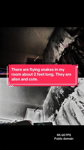 I’m just watching my little aliens fly by we are watching the TV show called good Times. These little aliens flying around are about a foot to 2 feet long. This is the 13th species. We have documented see our playlist below for more information. We have been doing this for two years. The universe is here that you’re beautiful and wonderful and there’s nothing to fear. For over two years, my wife and I have been documenting a UFO and alien activity in St. Lucie County Florida. We live in Port St.
