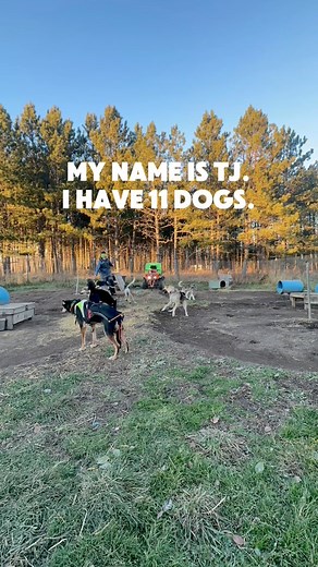 1.2K views · 54 reactions | We’re training up for the Midnight Run. This will be our first checkpoint race, and I am so excited! #alaskanhusky #sleddogs | TJ Squires | Facebook