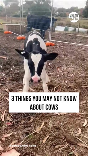 Cows are sometimes misunderstood due to their size and what we are often taught about them. However, once you get to know them they can surprise you with their wonderful personalities. 💜🐮 We invite you to learn more about them... about their tenderness and their sentience. You will see that you won’t want anyone to hurt them. Please value them as they deserve and leave them and their milk off your menu. 🙏 Clips from (IG): 'aimeesfarmanimalsanctuary' 'barnsanctuary' and 'danmckerna' 'companion