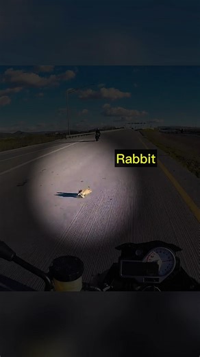 Biker Saves Rabbit After Almost Getting Hit
