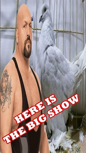 GIANT ROMAGNOL PIGEON