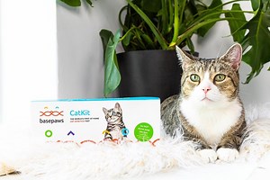 Understand Your Cat's Health Like Never Before With This Shark Tank-Featured Home DNA Test