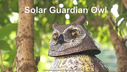 Watch Solar Owl with Motion Detector, Glowing Eyes and Sound on Amazon Live