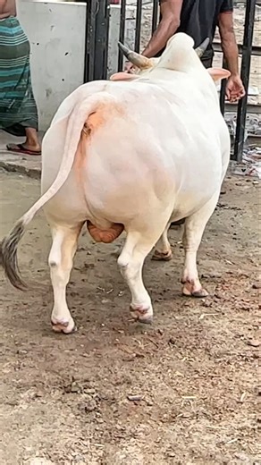 Stubborn yet cute hefty albino bull calmly returns to the barn at Sadeeq Agro 2026