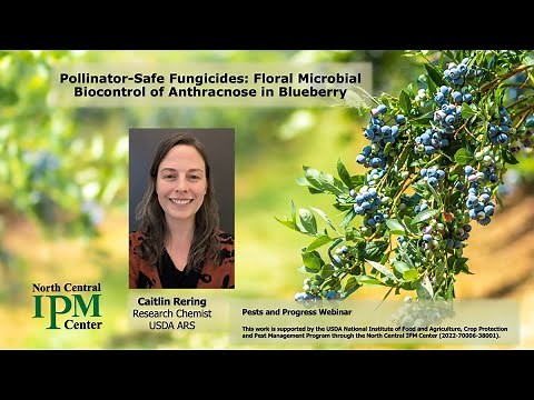 Pollinator-Safe Fungicides: Floral Microbial Biocontrol of Anthracnose in Blueberry--Rering
