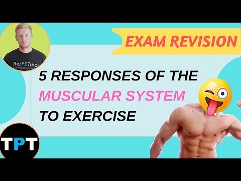 Muscular System Responses To Exercise || 5 Ways Explained