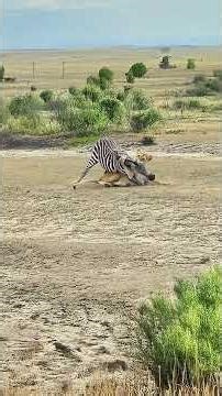 Lion vs Honey Badger & Wild Dogs Hunt | Brutal Wildlife Moments in Africa