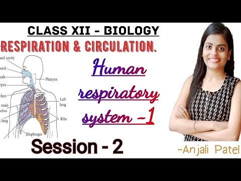 Class XII Biology - Respiration and Circulation : Human respiratory system - Part 1.