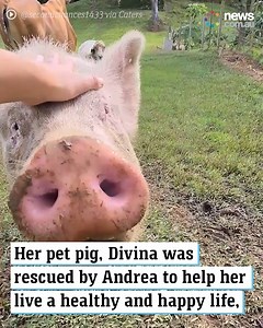 14K views · 470 reactions | A glimpse into the life of full time pig owner! | News.com.au | Facebook