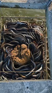 Eel Feeding Frenzy! Thousands Competing for Food! 🤯#EelSwarm #IntenseFeeding #SeafoodAdventure #FishingFrenzy #ViralNature | Food Adventure