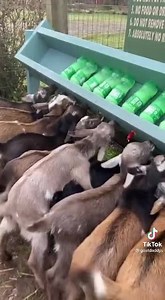 Too many kids to feed, no problem 😊 | Goat Farming Uganda
