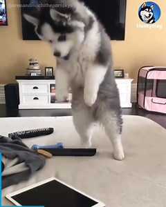 175K views · 7.3K reactions | Love this 藍 | Huskymag | Facebook