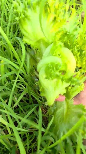 #ผักสลัด #เรดโอ๊ค #กรีนโอ๊ค #ผักออร์แกนิค #ผักปลอดสารพิษ #SaladGarden #Vegetables