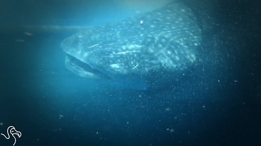 A whale shark was tangled in a net, so people dove in to help him. | The Dodo