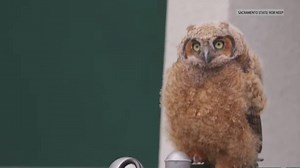 Baby great horned owl spotted at Sacramento State