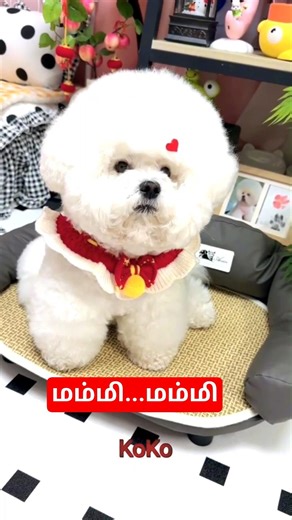 I Love You மம்மி 🤣🤣#funny #shortsfeed #comedy #shorts #reels #viralshorts #viral #shortvideos #pets