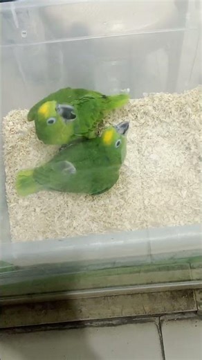 beautiful couple perot just relax and enjoy in home 🏘️