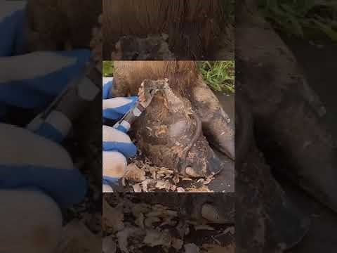 Satisfying Hoof Cleaning: A Deep Dive into Hoof Care