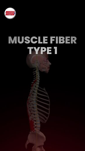 Understanding Type 1 Muscle Fibers for Endurance Training