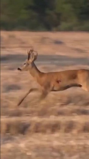 Unbelievable African Deer Hunt | Hunter’s Perfect Bow Skill #shorts #africanlife