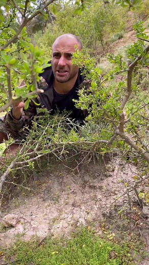 How to Build a Lizard Trap in the Wild