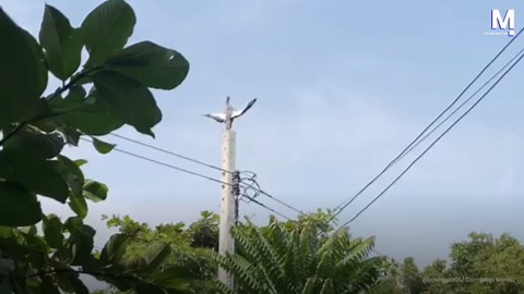 Huge bird spotted catching some rays on power pole