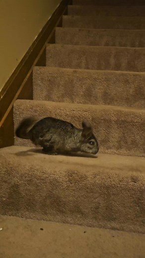 18 years old henry chinchilla climbing the stairs. Give my sweet old boy a minute he makes it to the top | Show Me Chinchilla St Louis Missouri Breeder And Rescues