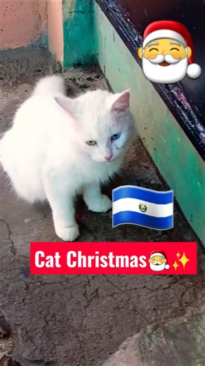 🇸🇻Cat Christmas🎅 #sv #cocinasalvadoreña #christmas