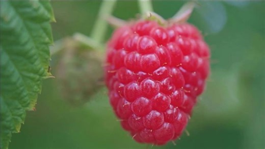 Publix Super Markets TV Spot, 'Berry Season'