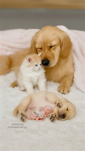 A Kitten, Puppy, and Baby Bird Create the Most Heartwarming Family Moment