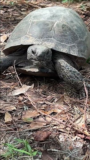 Did you know Gopher Tortoises can live up to 60-100 years depending on its habitat? 🐢