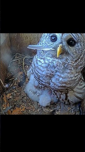 Feathers Stick To Female Barred Owl's Face As She Feeds Her Owlets In Indiana