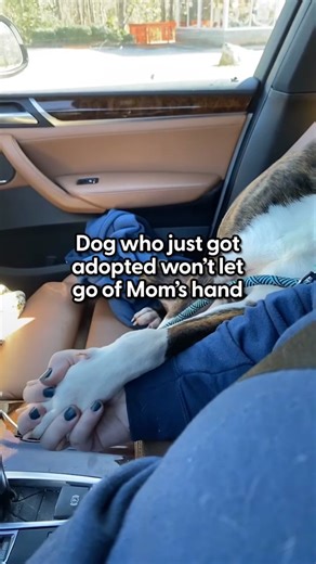 Heartwarming Dog Adoption Story of Loki and Abigail