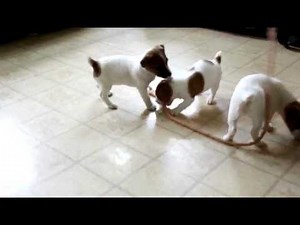 Jack Russell Terrier Puppies For Sale