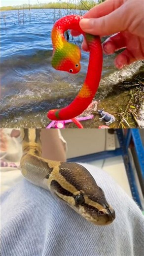 Kids Learn at the Lake | Animal Names: Snake Gecko Tortoise Kangaroo Owl