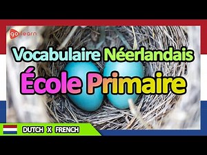 Apprendre le Néerlandais | Vocabulaire Néerlandais école primaire | Golearn