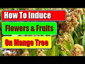 2 Proven Ways to Make Mango Tree Flower and Produce More Fruits