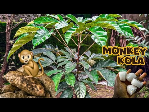 Discover Monkey Kola : It’s Benefits, Uses ! And How to eat this Fruit ! 