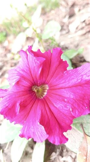 হ্যাশট্যাগ ভাইরাল #flowers #love #vlogwithsohelvillagelifestyleinbangladeshbeautiful সুন্দর একটা ফুল