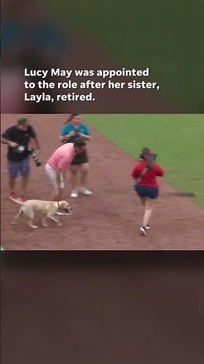 Watch: Video shows bat dog relieving herself behind pitcher's mound #Shorts