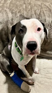 Her foster mom turned her guest room into a recovery suite for her ❤️‍🩹 Jamie told us about nursing this sweet pittie, Saint, back to life, and gave us a very special update! Learn more about donating to The Animal Pad here: https://thedo.do/donatetheanimalpad | The Dodo