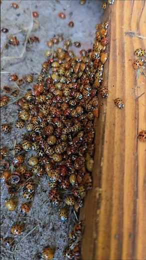 Asian Lady Beetle.