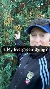 Evergreen’s drop needles in late summer or fall in order to prepare for next spring’s new growth. So don’t be surprised if the interior of your evergreen trees and shrubs start looking brown or yellow and die off this time of year. Evergreens don’t invest in needles on the inside of the plant if there isn’t sunlight getting into that area to photosynthesize. if you have browning happening from the center all the way out to the tips of your plants you should call an arborist and find out what’s g