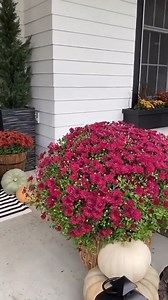 2K views · 37 reactions | Savannah from @calling.crestmoor.home has the most stunning fall porch decor✨ And not to mention, the beautiful double French Doors she customized totally tying the whole look together!朗 Savannah went with our Double Boat House Front Doors and a Matte Black finish to match her exterior! And if you haven’t see her exterior design transformation you HAVE to go check it out!!! | Rustica Hardware | Facebook